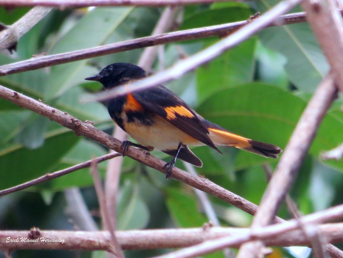 American Redstart - ML151952581