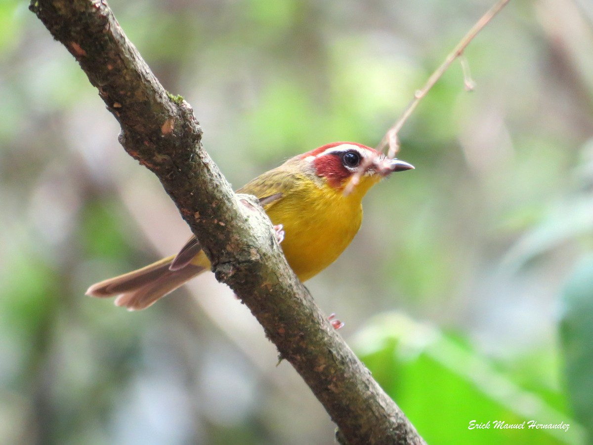 Chestnut-capped Warbler - ML151952751