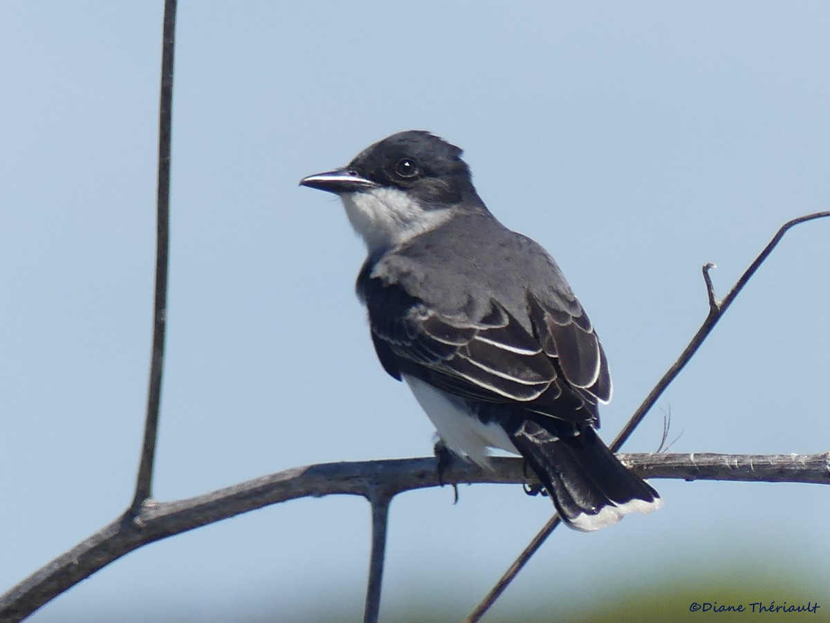 Eastern Kingbird - ML151953521