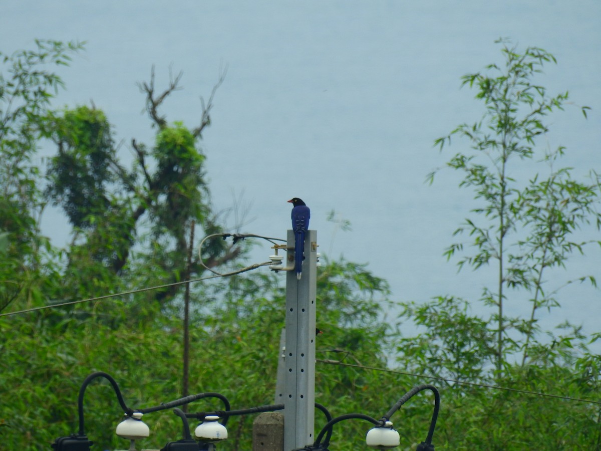 Taiwan Blue-Magpie - ML151953841