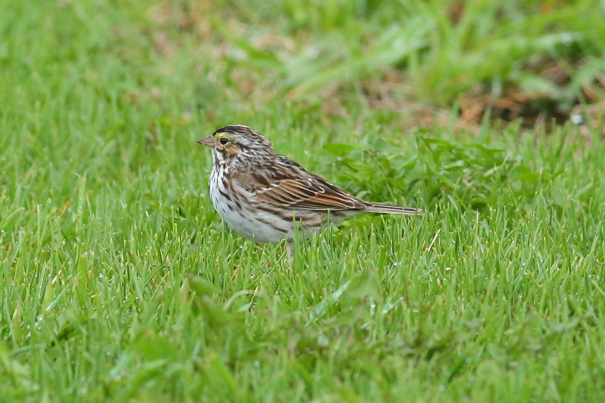 Savannah Sparrow - Thomas Anderson