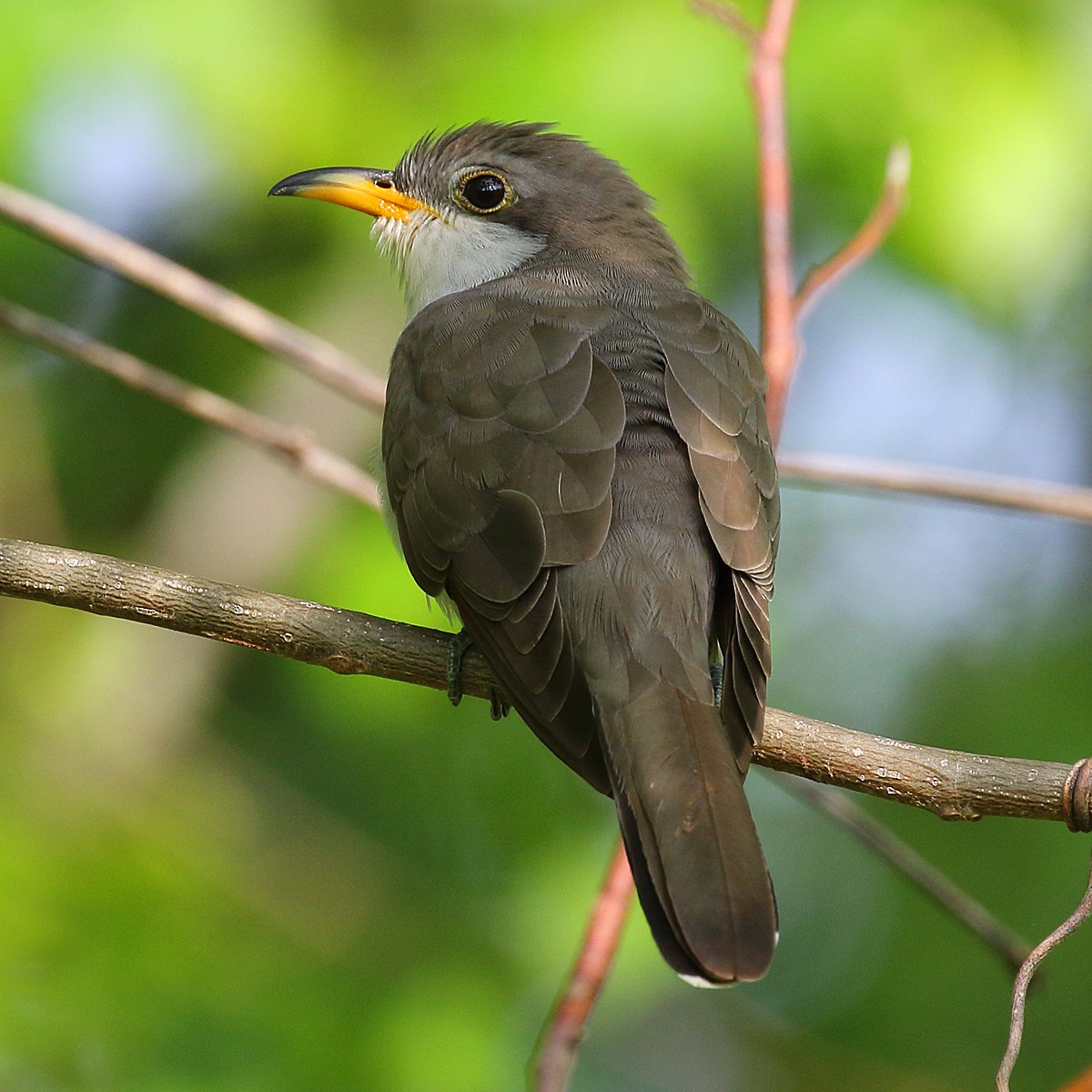 Yellow-billed Cuckoo - ML151954781