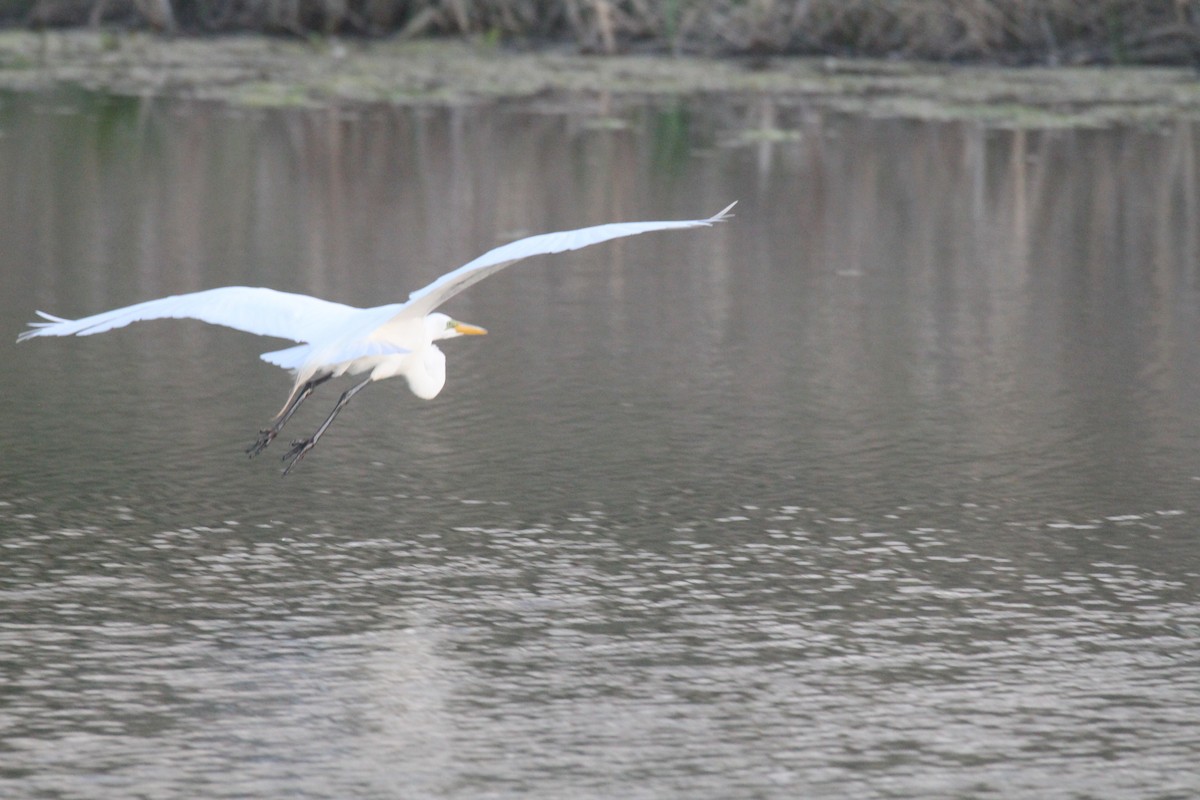 Great Egret - Kelly Smith