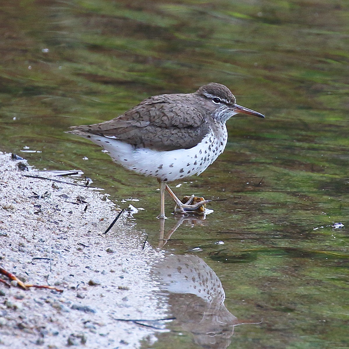 Spotted Sandpiper - Dan Vickers