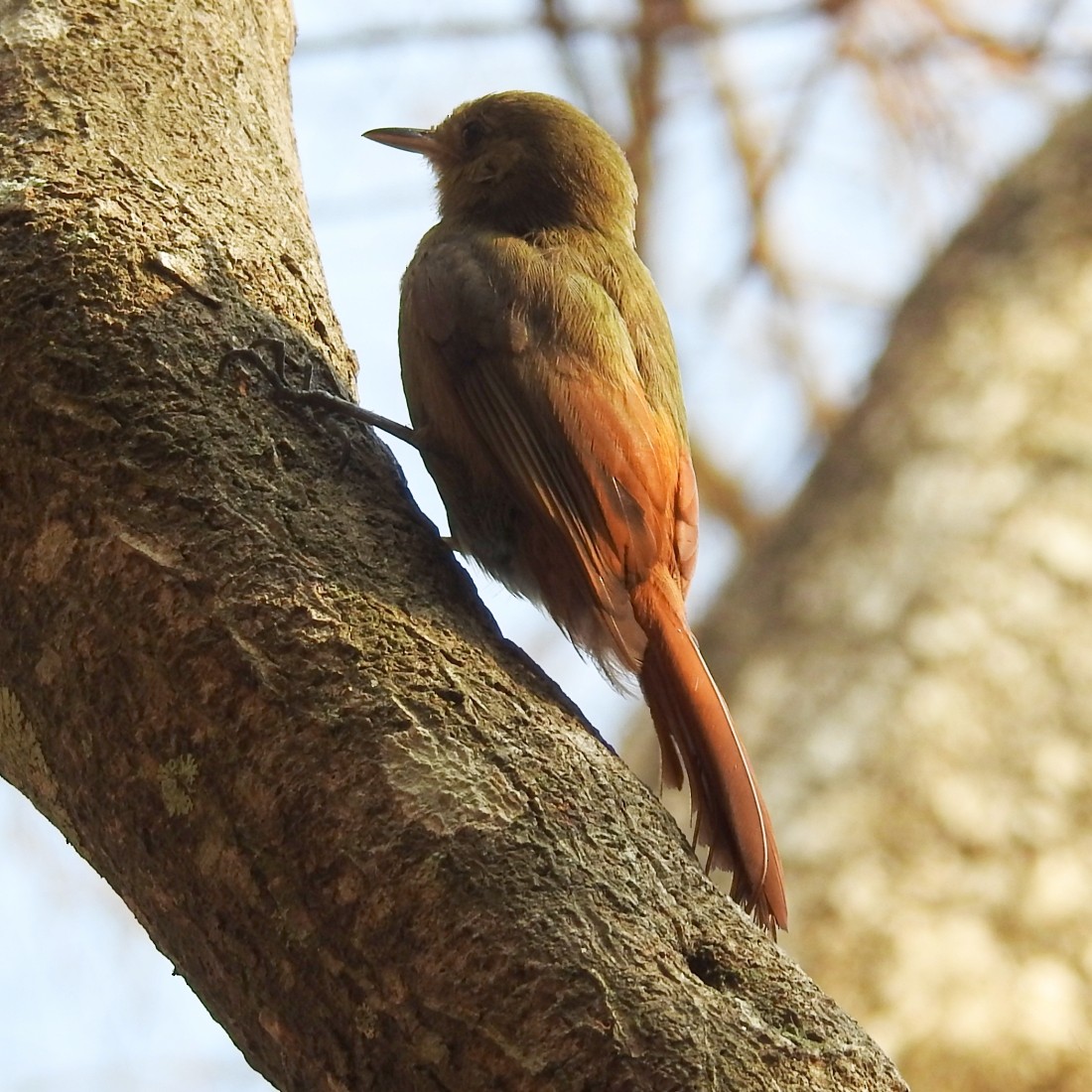 Olivaceous Woodcreeper (Grayish) - ML151955511