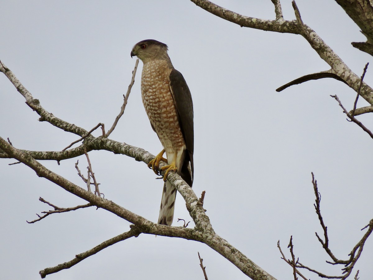 Cooper's Hawk - Craig Watson