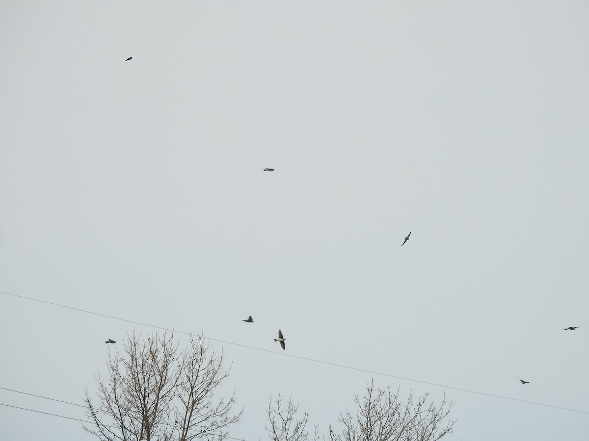 Tree Swallow - Jean W. Côté