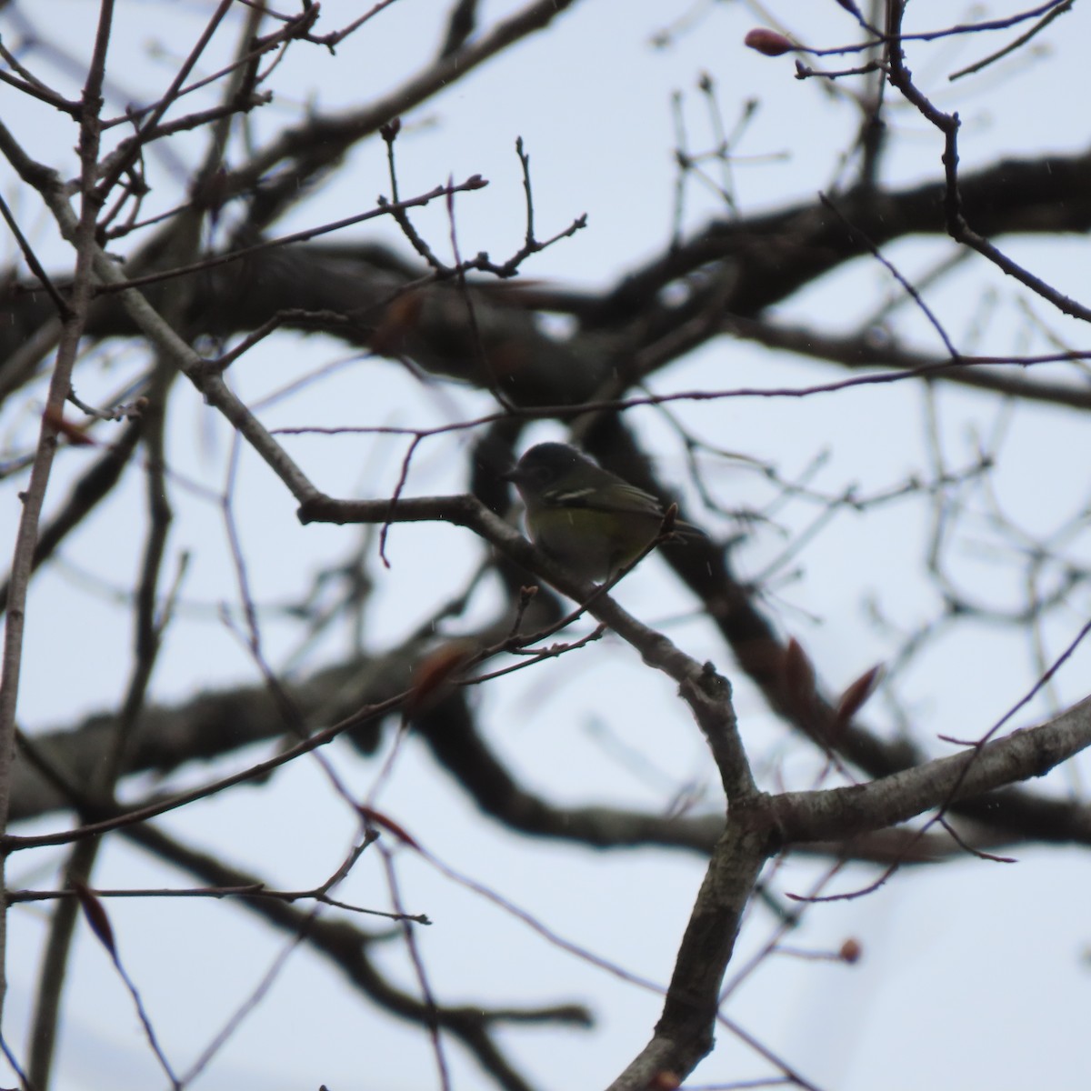 Mavi Başlı Vireo - ML151957271