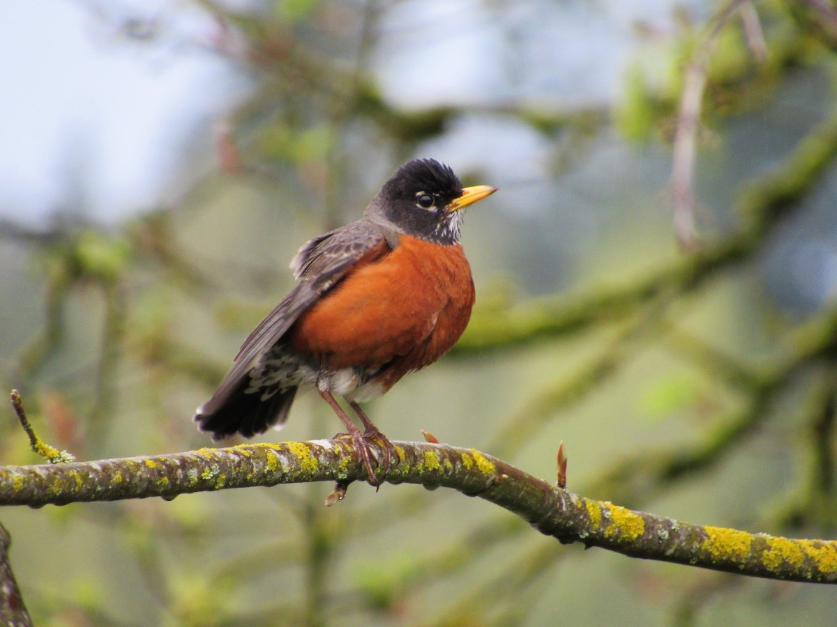 American Robin - ML151957891