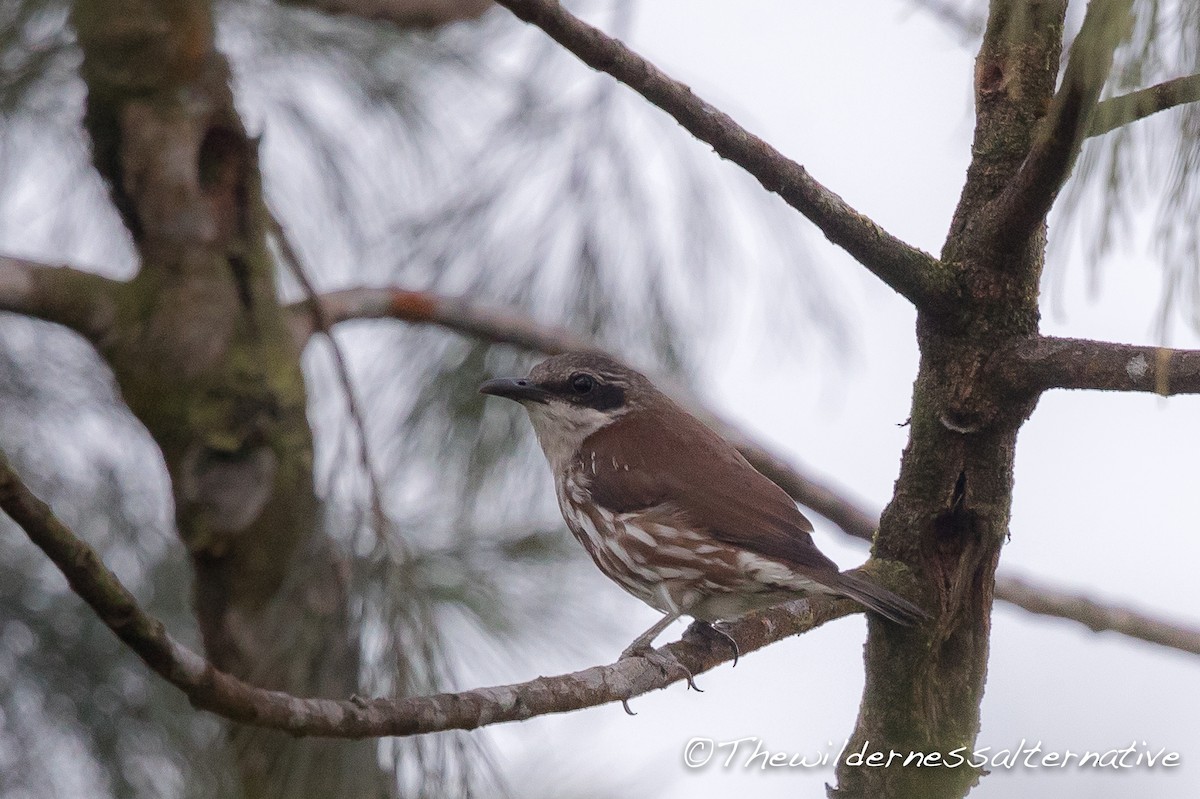 Long-billed Rhabdornis - ML151958561