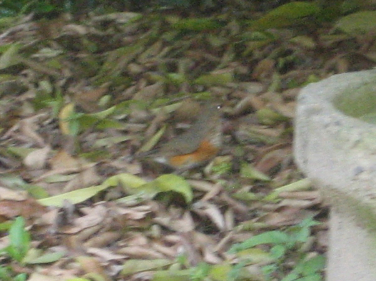 Gray-backed Thrush - ML151961821