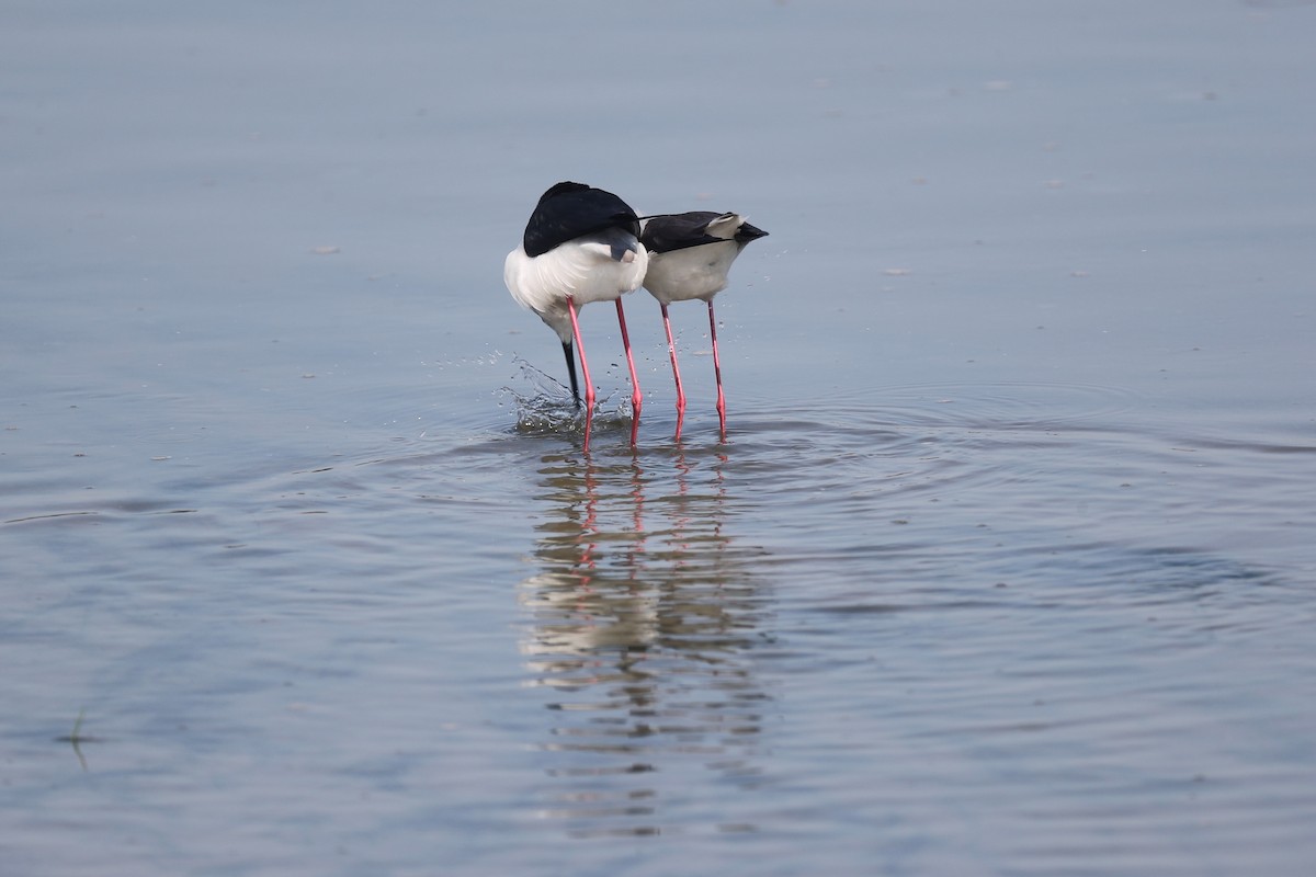 Black-winged Stilt - ML151962181