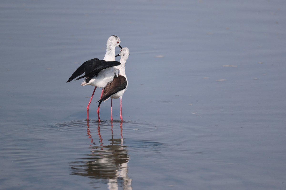 Black-winged Stilt - ML151962261