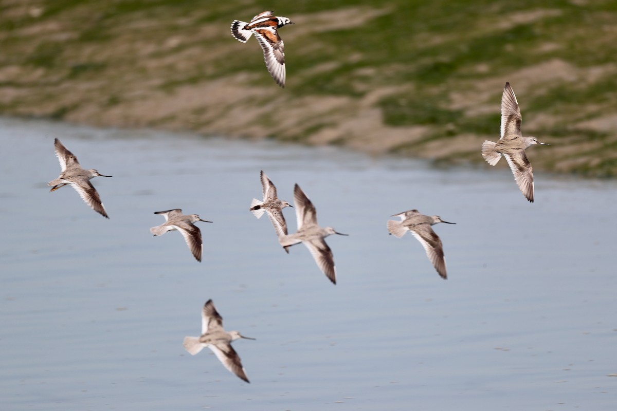 Terek Sandpiper - ML151962551