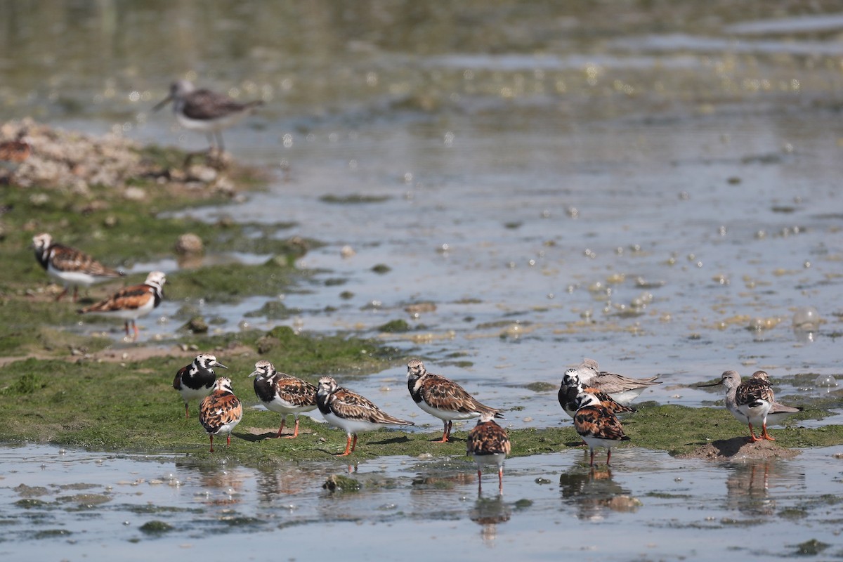 Ruddy Turnstone - ML151962601