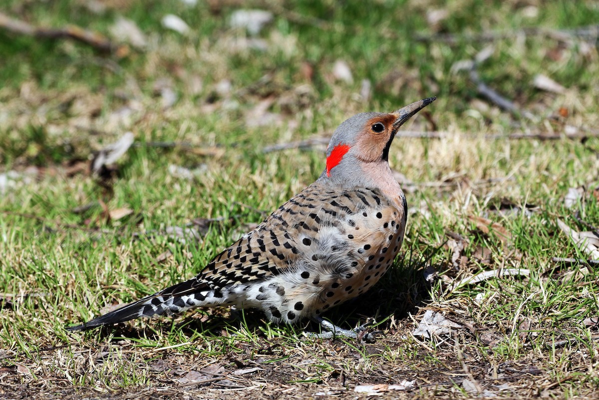 Northern Flicker - ML151962961