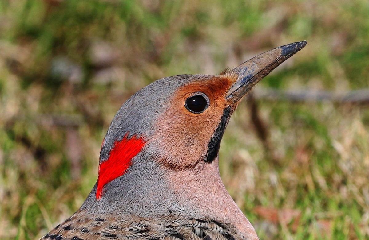 Northern Flicker - ML151962991