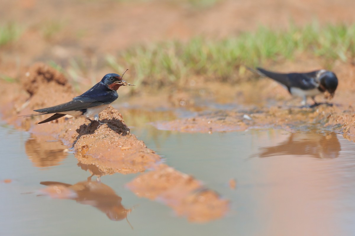 Barn Swallow - ML151963091