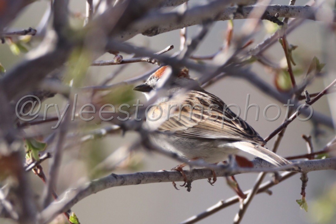 Chipping Sparrow - ML151963211