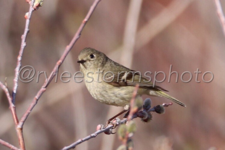 Ruby-crowned Kinglet - ML151963591