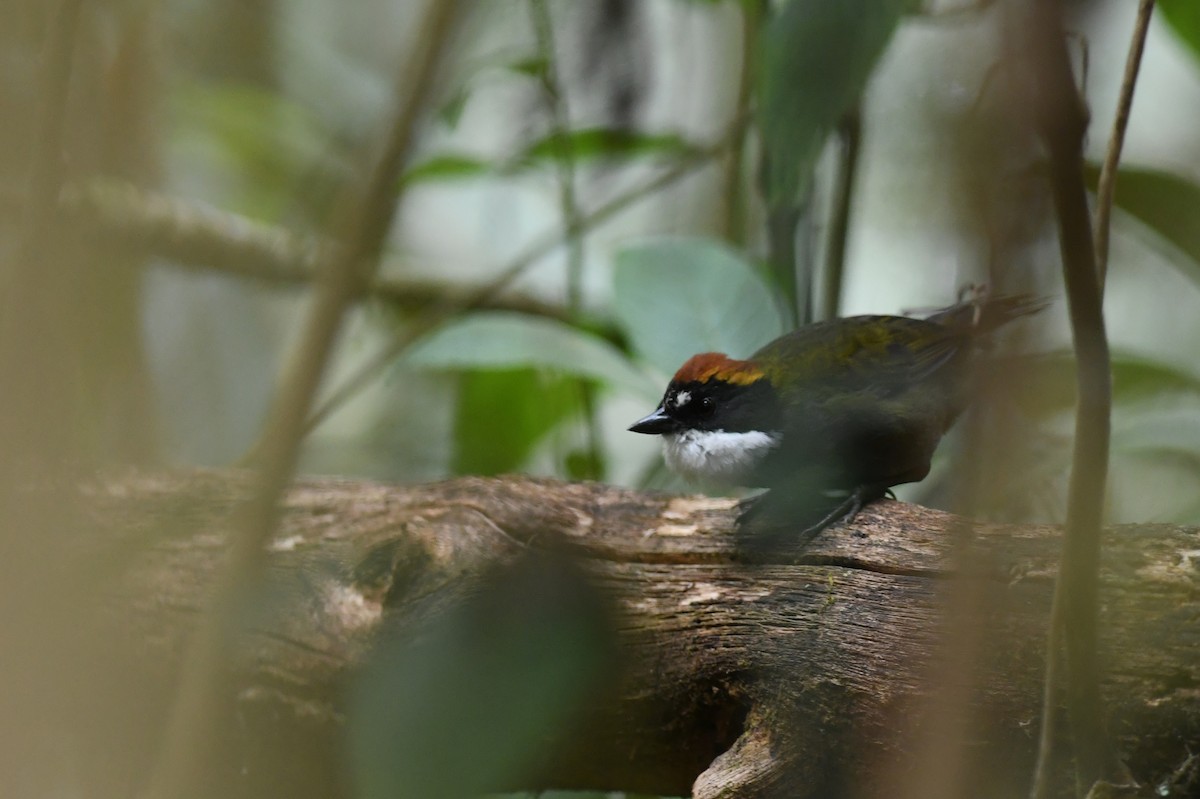 Chestnut-capped Brushfinch - ML151963871