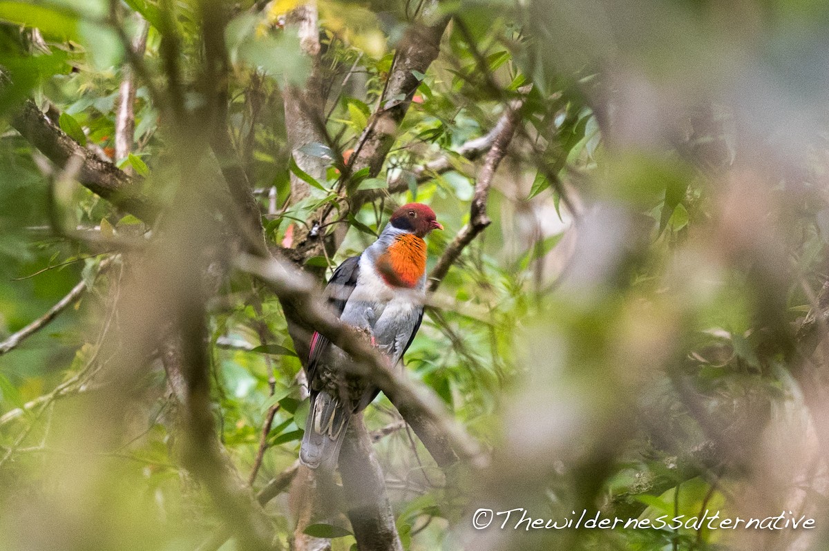 Flame-breasted Fruit-Dove - ML151964901