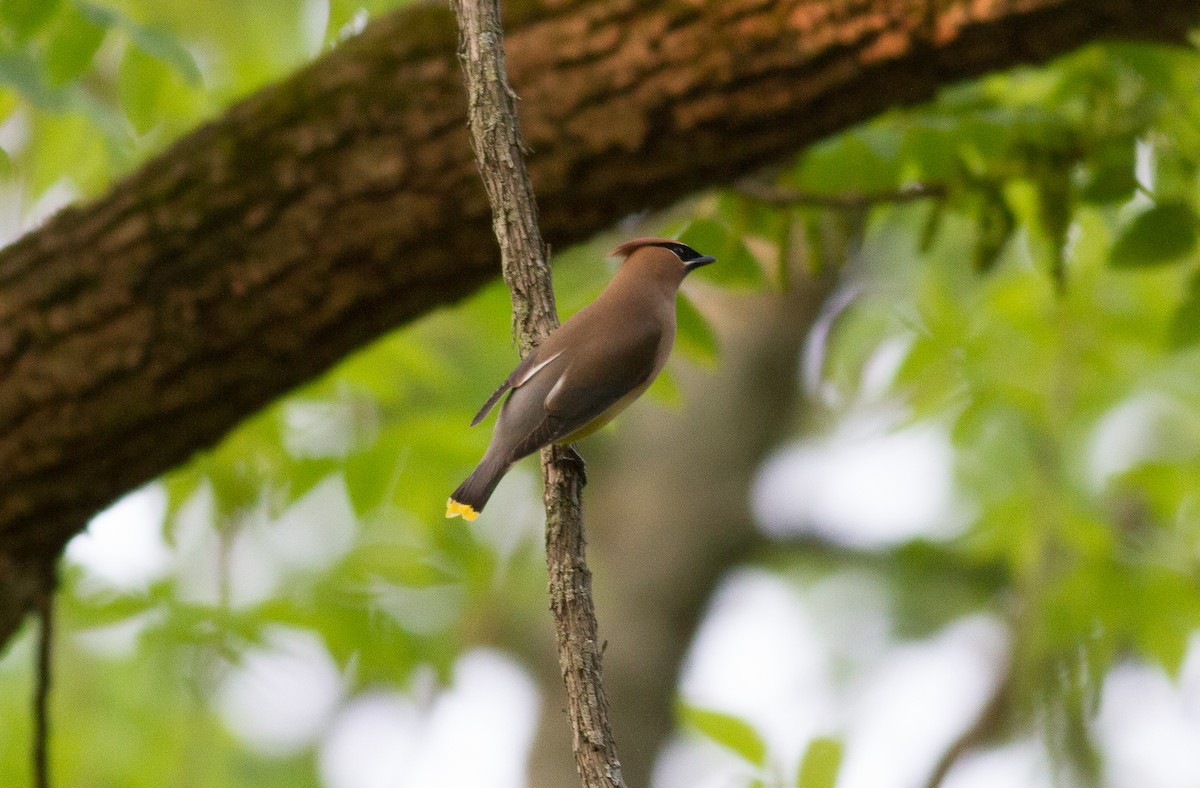 Cedar Waxwing - ML151966411