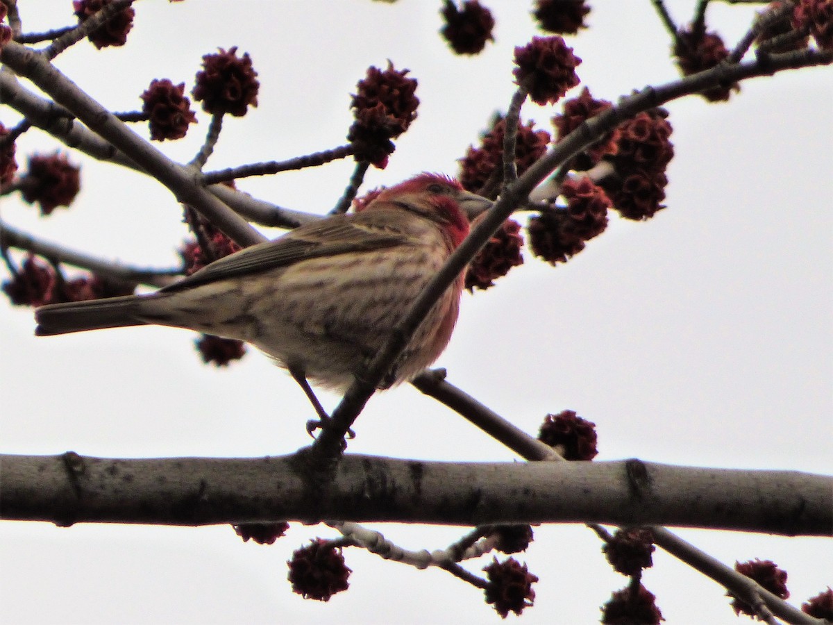 House Finch - ML151966751