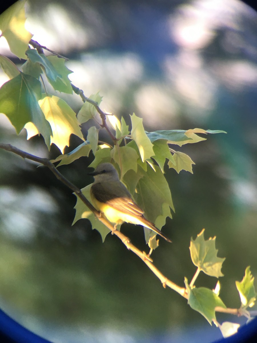 Western Kingbird - ML151967451