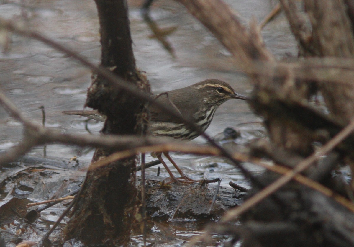 Northern Waterthrush - Jason Bojczyk