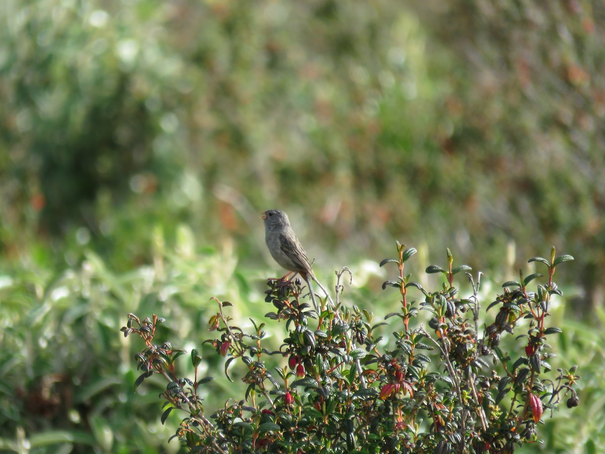 Plain-colored Seedeater - ML151968971