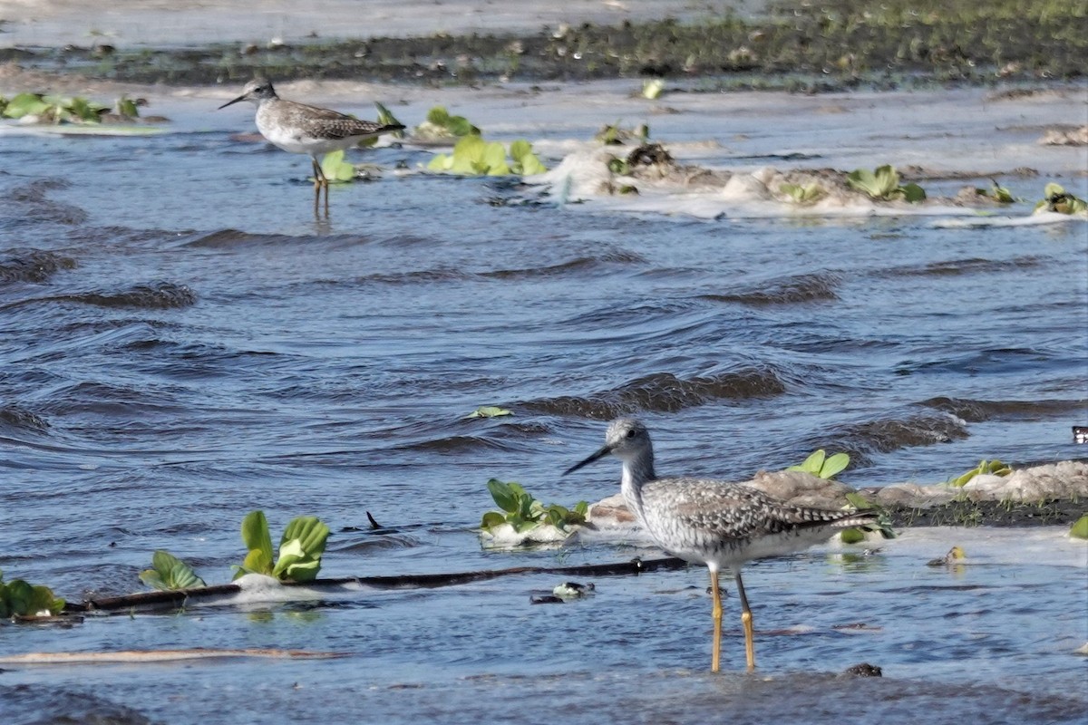 Lesser Yellowlegs - Wendy Allen