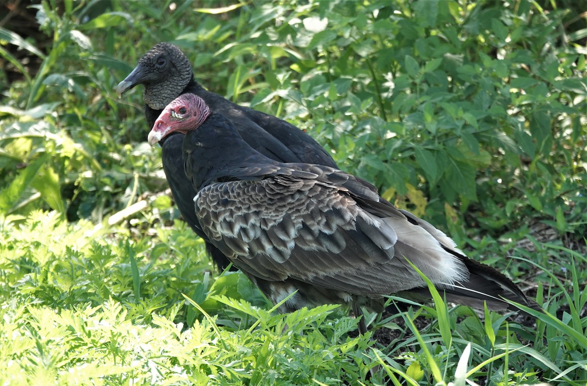 Black Vulture - Wendy Allen