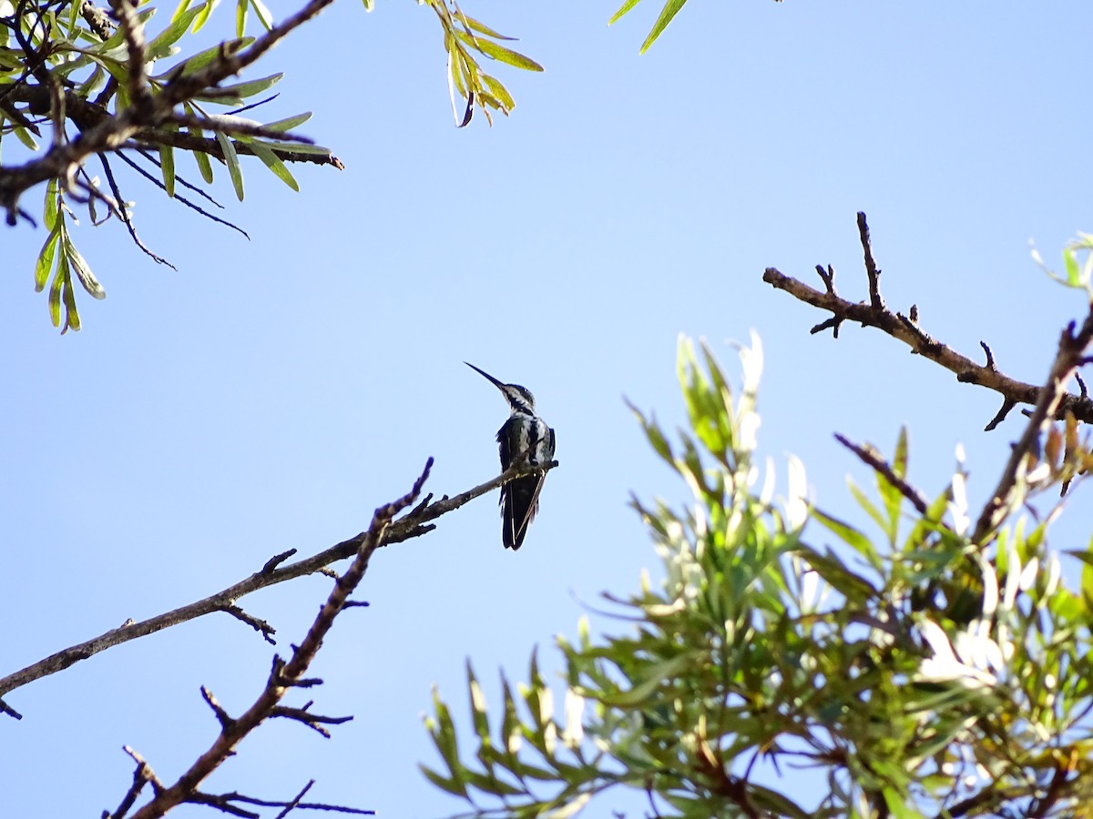 kolibřík tropický - ML151970611