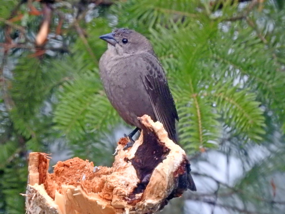 Brown-headed Cowbird - ML151970661