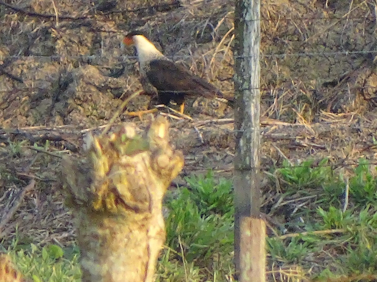 Crested Caracara (Northern) - Gerson Josue Castellanos Portillo