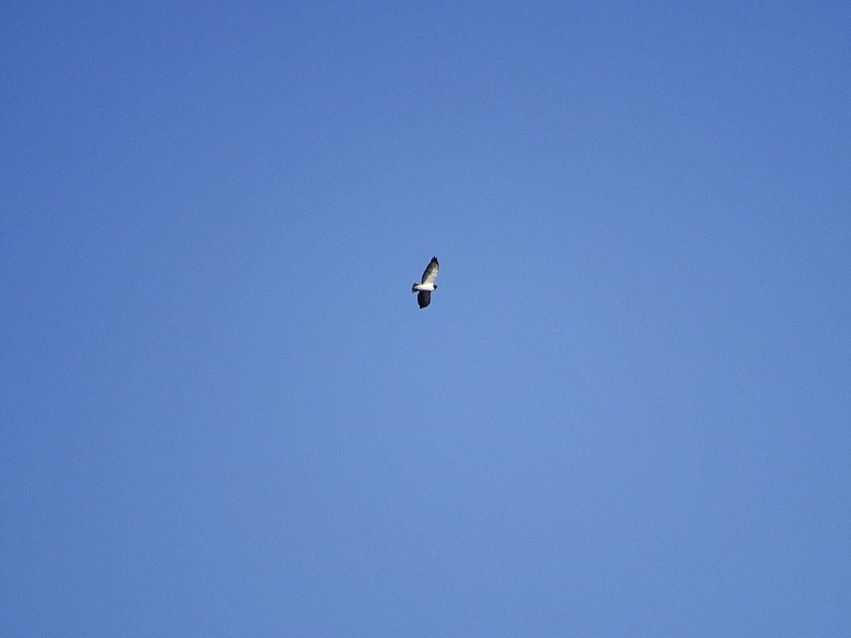 Short-tailed Hawk - ML151970891