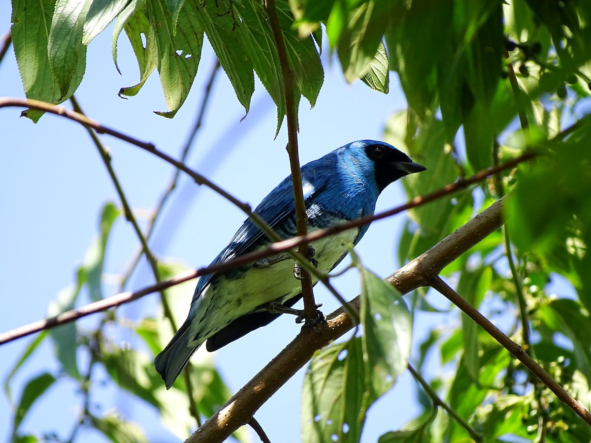 Tangara Golondrina - ML151970911