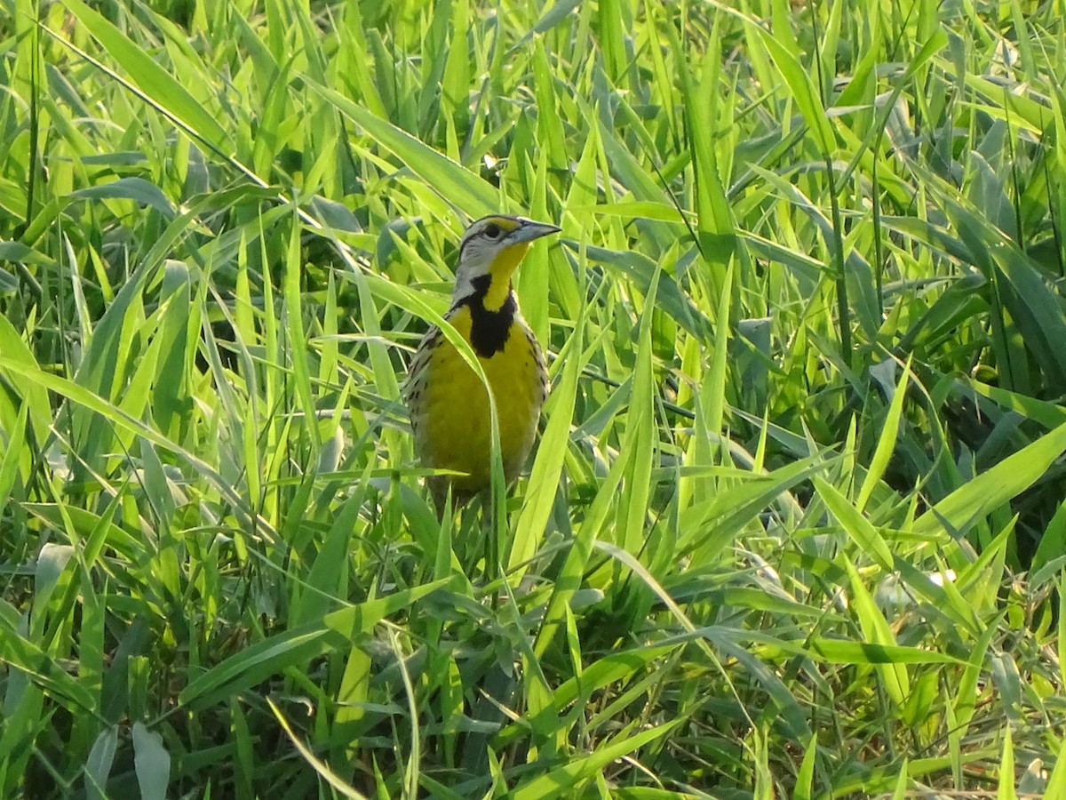 Eastern Meadowlark - ML151970941