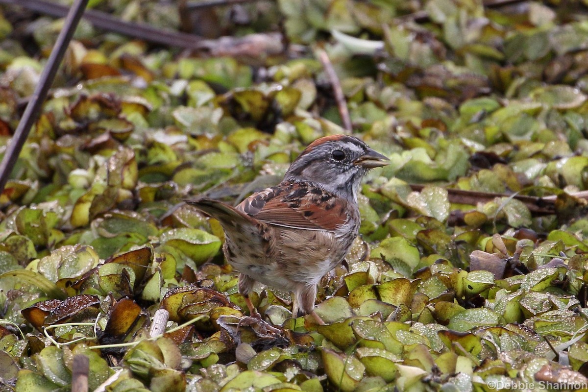 Swamp Sparrow - ML151970981