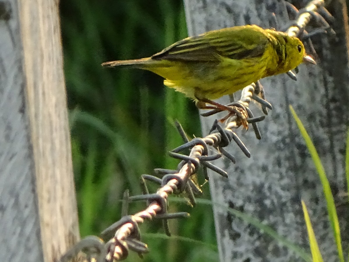 Yellow Warbler - ML151971141