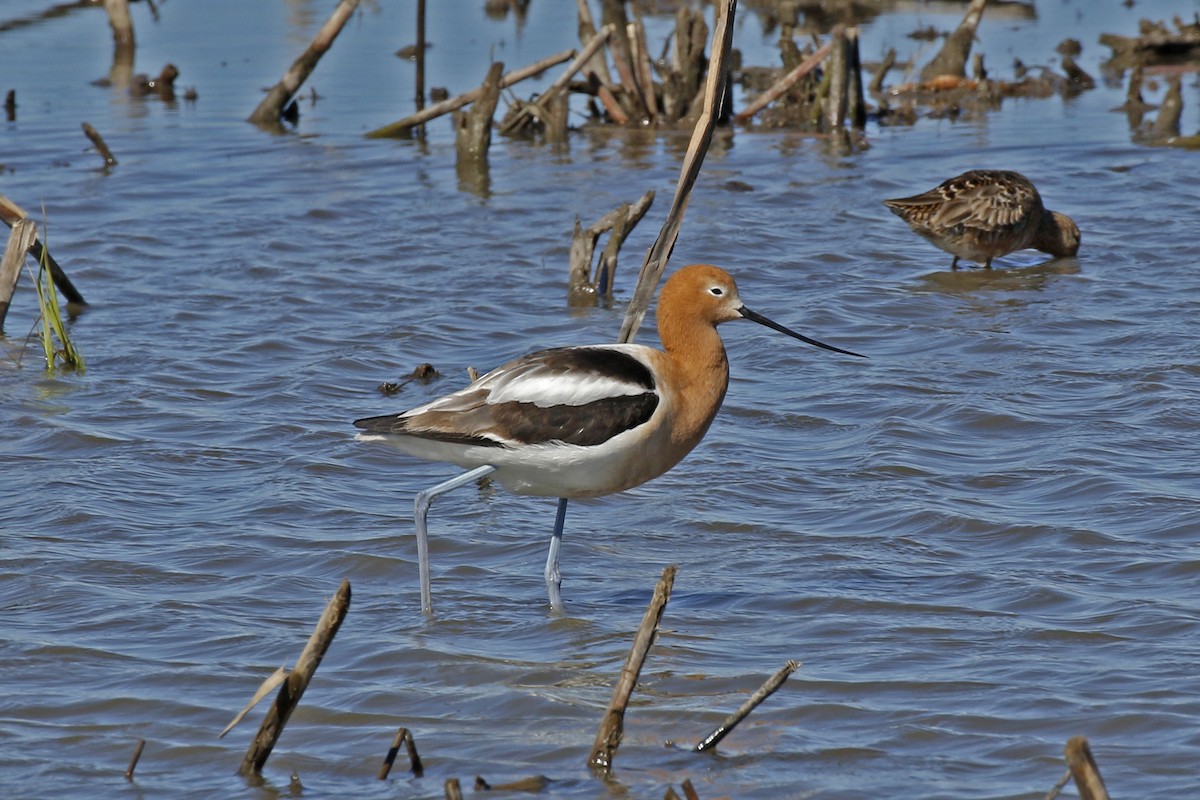 American Avocet - David McQuade