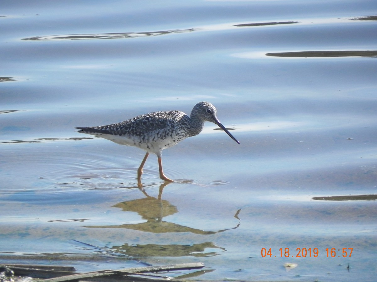 Greater Yellowlegs - ML151971801