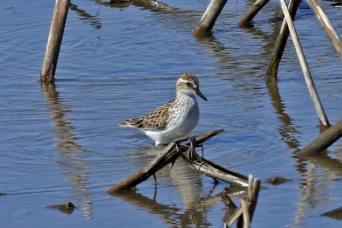 Semipalmated Sandpiper - ML151972511