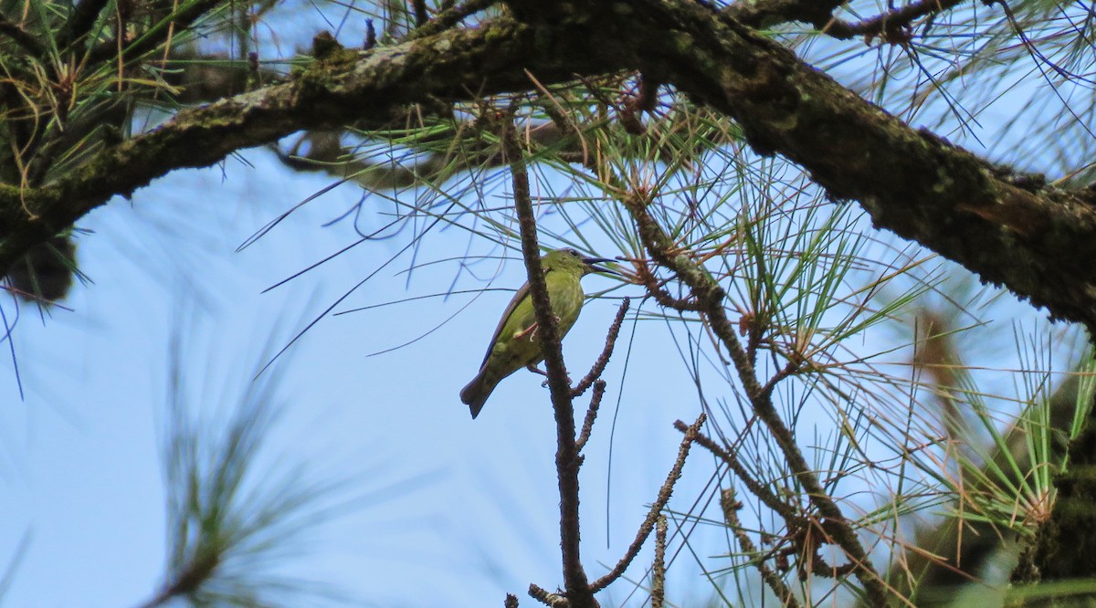 Red-legged Honeycreeper - ML151972861