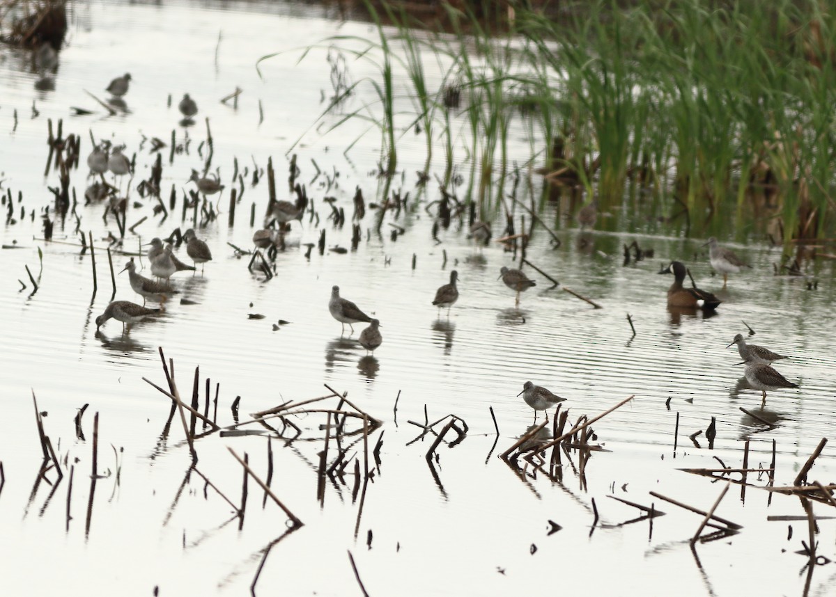 Lesser Yellowlegs - ML151974441
