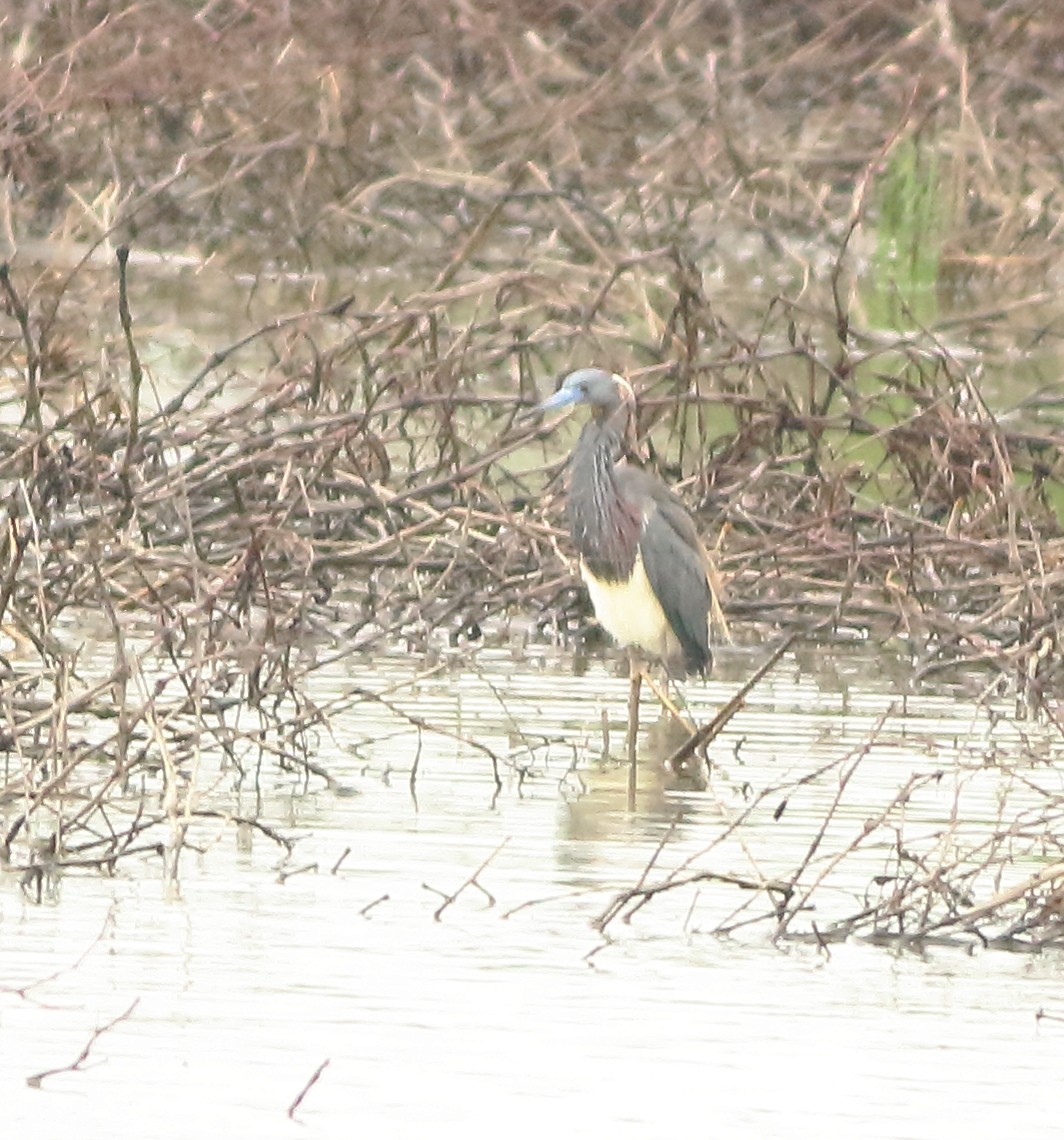 Tricolored Heron - ML151974461