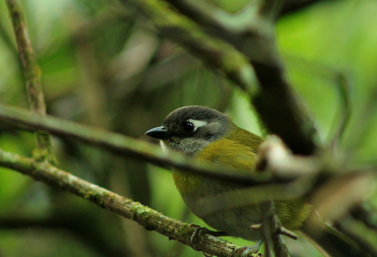 Common Chlorospingus - ML151974471