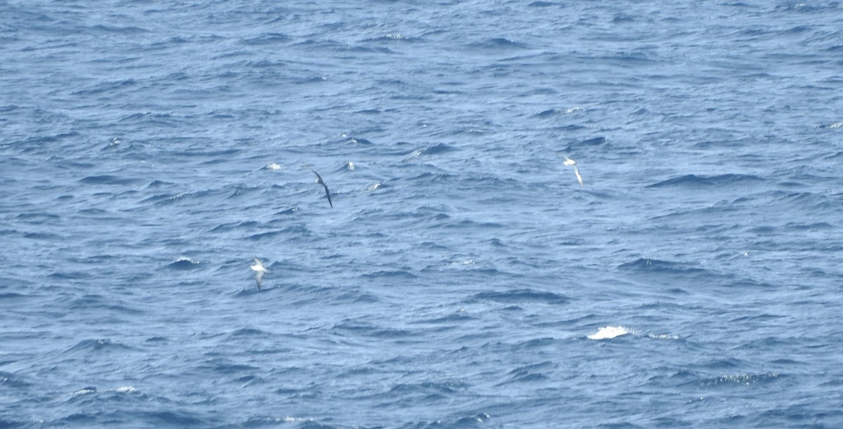 Streaked Shearwater - ML151974741