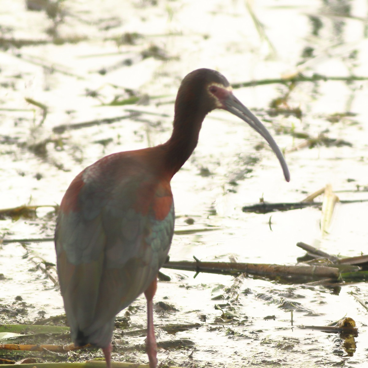 Ibis à face blanche - ML151974751